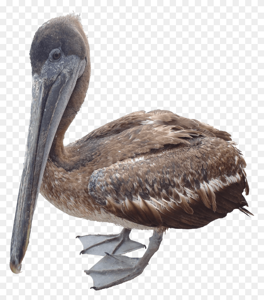 2582x2965 Pelican Plican Png