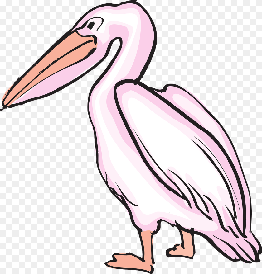 1222x1280 Pelican Images Image Group, Animal, Bird, Waterfowl, Adult PNG