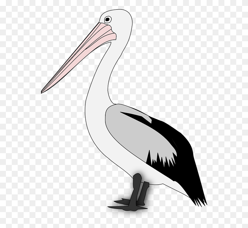 564x714 Pelican Transparent Pelican Graphics, Bird, Animal, Stork HD PNG Download