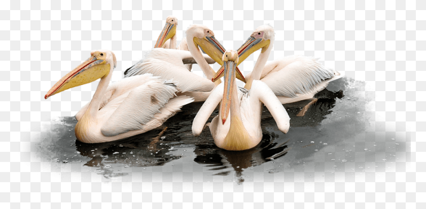 960x435 Pelican Transparent Picture Motivation, Bird, Animal, Beak HD PNG Download