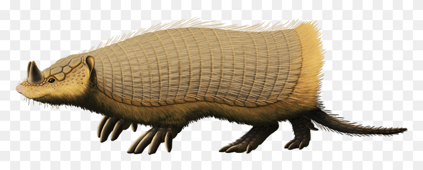 957x342 Peltephilus Ferox An Armadillo From The Early Miocene Armadillo, Wildlife, Animal, Mammal HD PNG Download