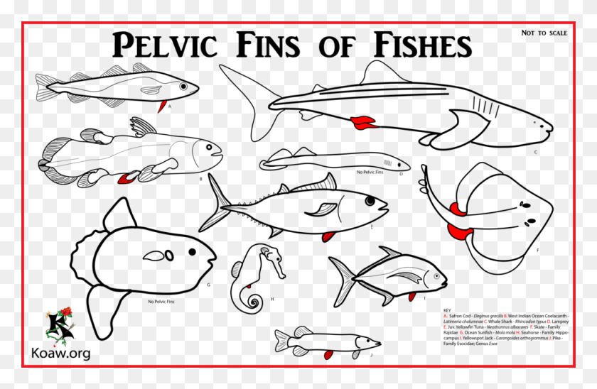 1000x626 Pelvic Fins With Multiple Species Types Of Anal Fins, Legend Of Zelda HD PNG Download