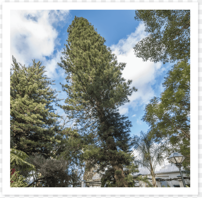 1447x1420 Pencil Pine Shortleaf Black Spruce, Conifer, Fir, Plant, Tree PNG