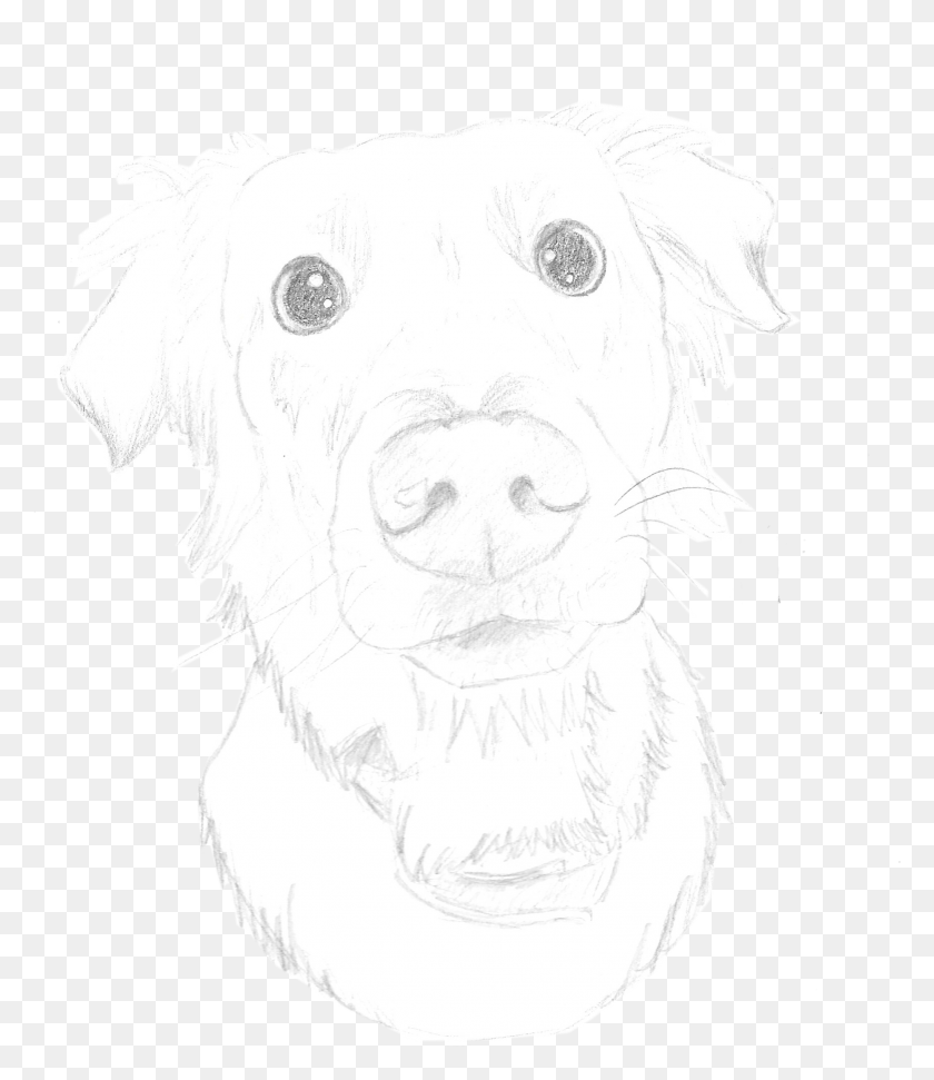 1951x2279 Pencil Sketch Of A Labrador Illustration, Face, Mammal HD PNG Download