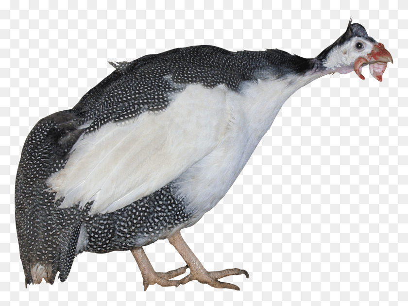 2455x1795 Penguin, Bird, Animal, Beak HD PNG Download