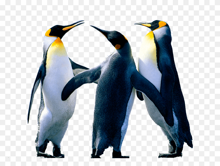 962x712 Penguin Background Image Background Removal Microsoft Word 2013, King Penguin, Bird, Animal HD PNG Download