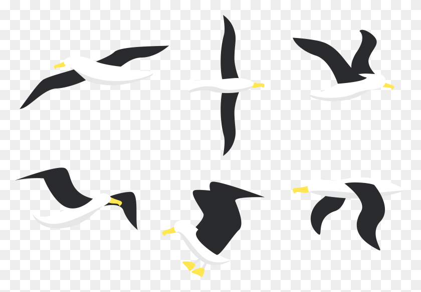 5426x3647 Penguin Bird Gulls Albatross Vector, Architecture, Building, Text HD PNG Download