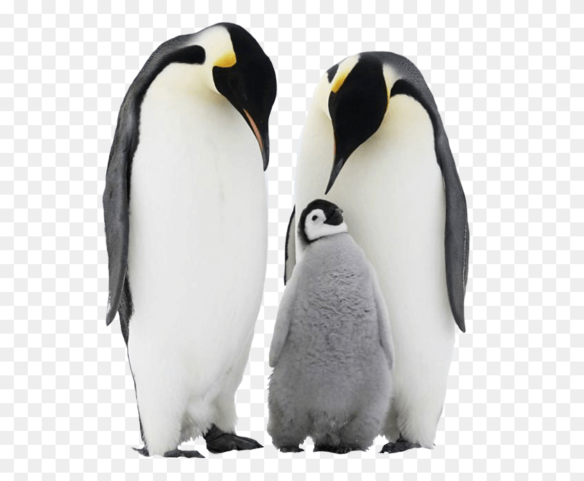 Penguin Free Penguin Iphone 8 Plus, Bird, Animal, King Penguin HD PNG Download