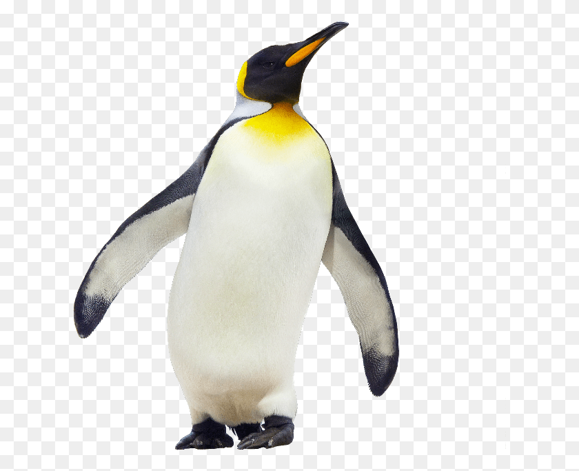 628x623 Рисунок Пингвина Императорский Пингвин, Птица, Животное, Королевский Пингвин Png Скачать