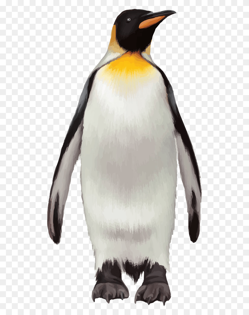 522x1000 Пингвин На Прозрачном Фоне Прозрачный Пингвин, Королевский Пингвин, Птица, Животное Png Скачать
