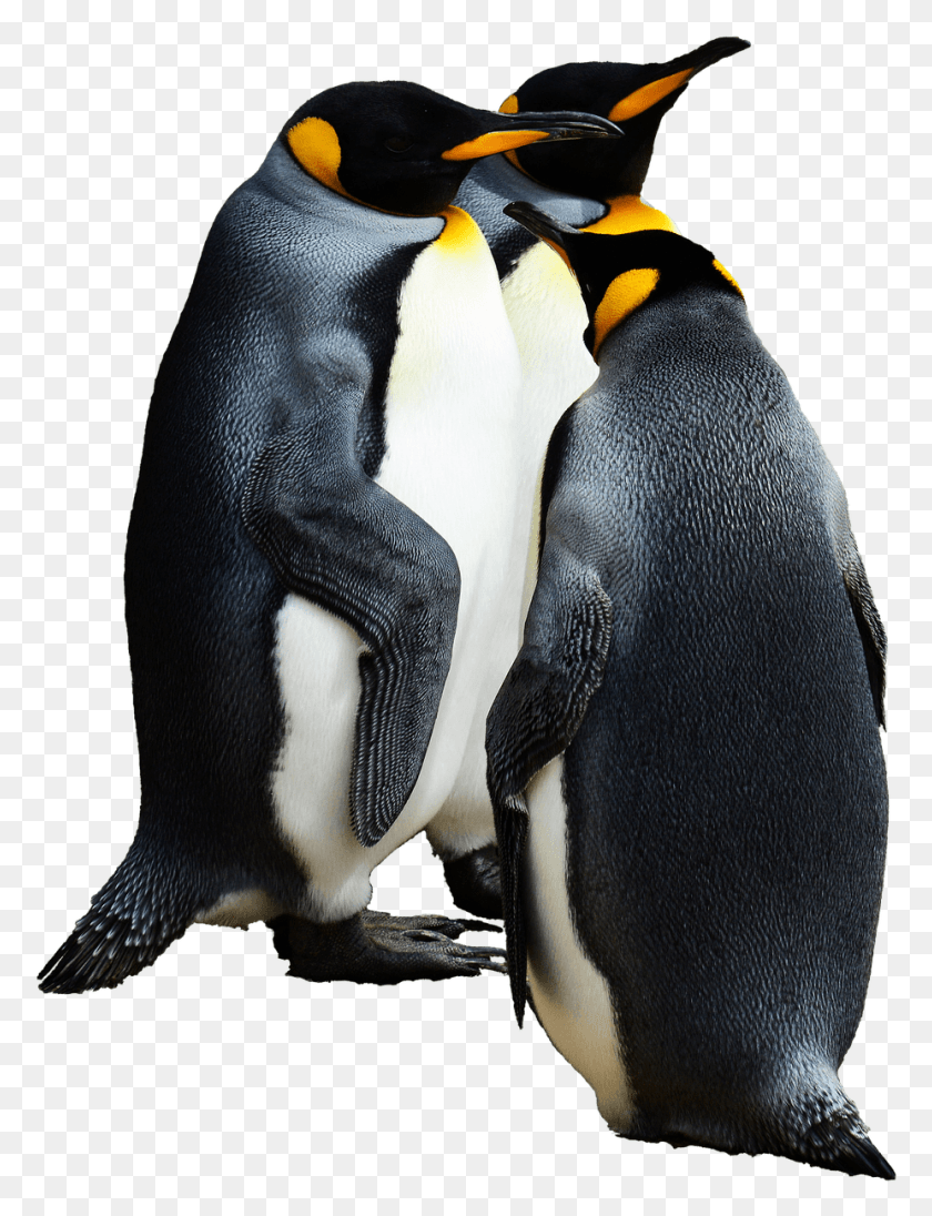 926x1231 Пингвины Группа Королевских Пингвинов, Птица, Животное, Королевский Пингвин Png Скачать