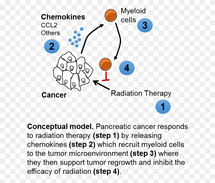 630x655 Penn Researchers Help Unravel Mysteries Of Pancreatic Ccr2 Inhibitor Pancreatic Cancer, Text, Outdoors, Leisure Activities HD PNG Download