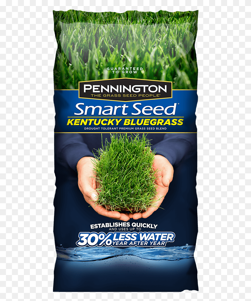 490x947 Descargar Png Pennington Smart Seed Kentucky Bluegrass Pennington Grass Semilla, Planta, Condimento, Alimentos Hd Png