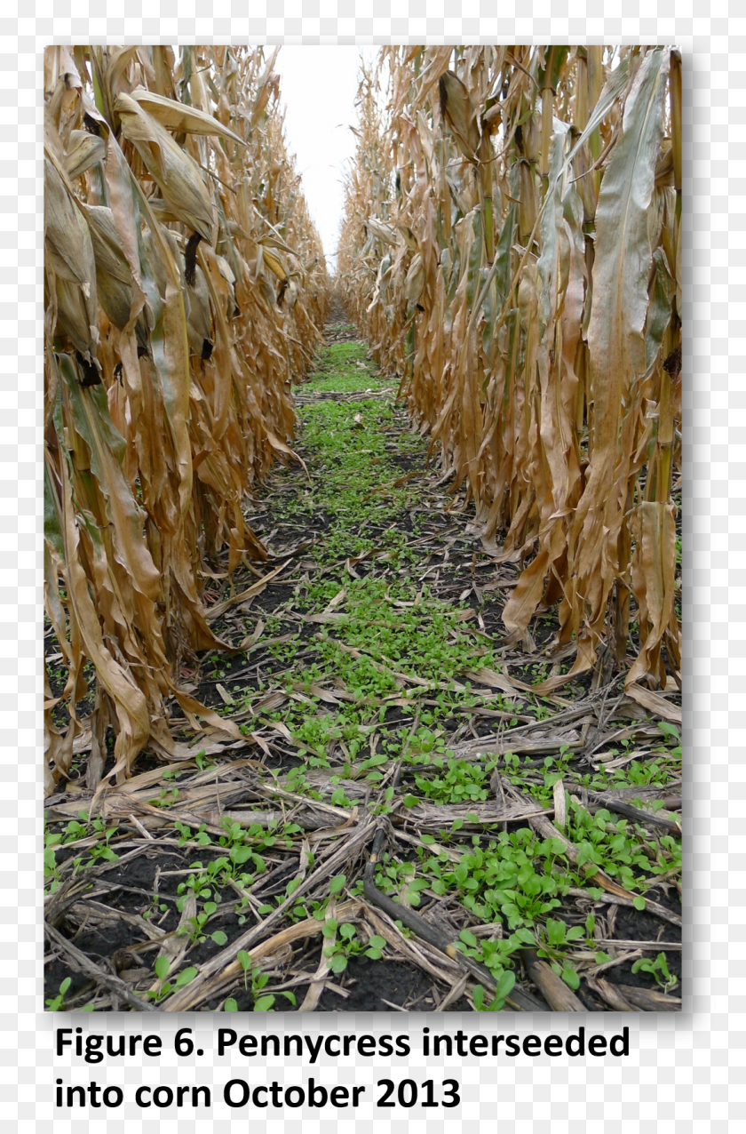 1084x1691 Pennycress Weed Suppression Pennycress Interseeded Field, Ground, Soil, Seaweed HD PNG Download