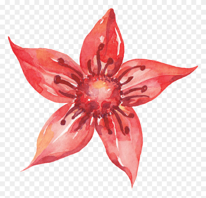 930x893 Pentagram Red Flower Cartoon Transparent, Plant, Petal, Flower HD PNG Download