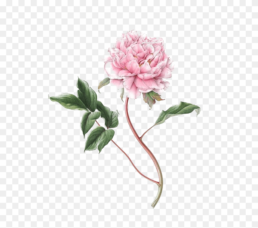 564x682 Пионы Изображение Фона Susannah Blaxill, Растение, Георгин, Цветок Hd Png Скачать