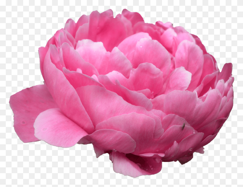 900x679 Пионы Фото Розовый Пион Прозрачный Фон, Растение, Роза, Цветок Hd Png Скачать