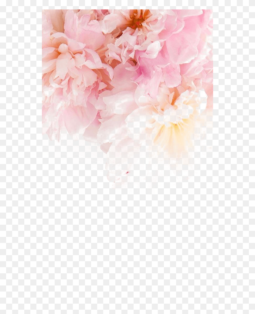 565x974 Peonies Wallpaper Iphone Bts Jin Wallpaper Phone, Plant, Flower, Blossom HD PNG Download