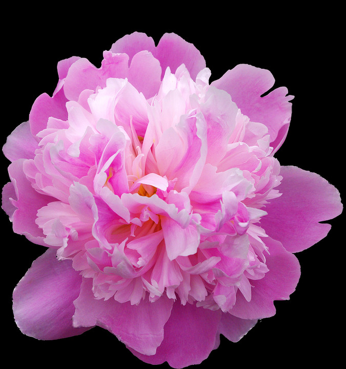 675x720 Peony, Plant, Flower, Blossom HD PNG Download