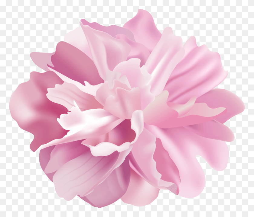 7875x6655 Peony Flower Transparent Image HD PNG Download