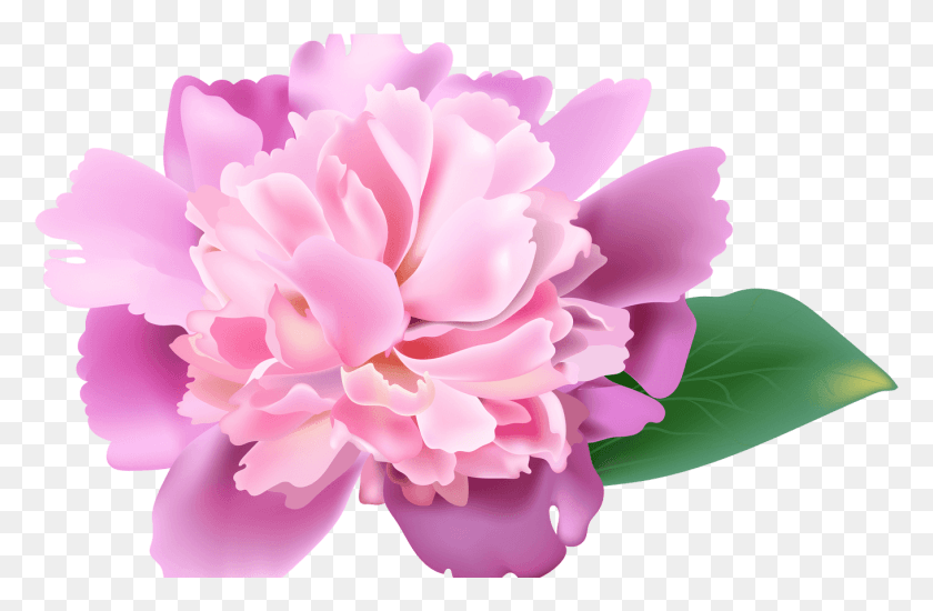 1361x856 Peony Library Water Painting Huge Freebie Peony, Plant, Flower, Blossom HD PNG Download