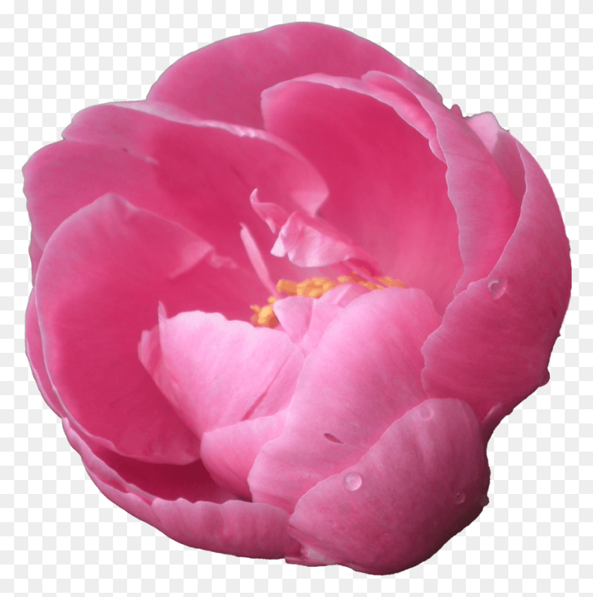 900x908 Пион Пик Пион Прозрачный Фон, Роза, Цветок, Растение Hd Png Скачать