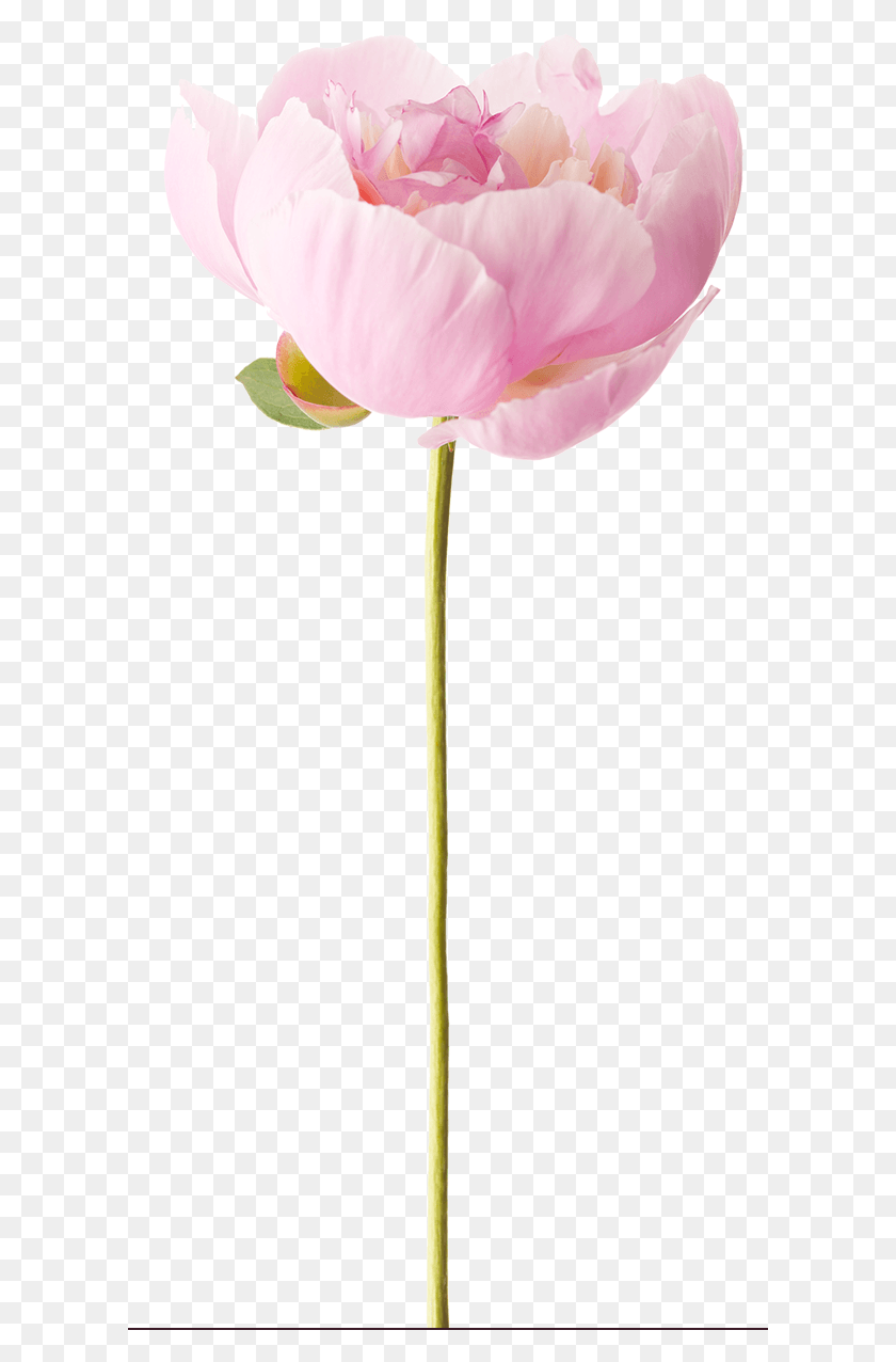 601x1216 Peony Sacred Lotus, Plant, Flower, Blossom HD PNG Download