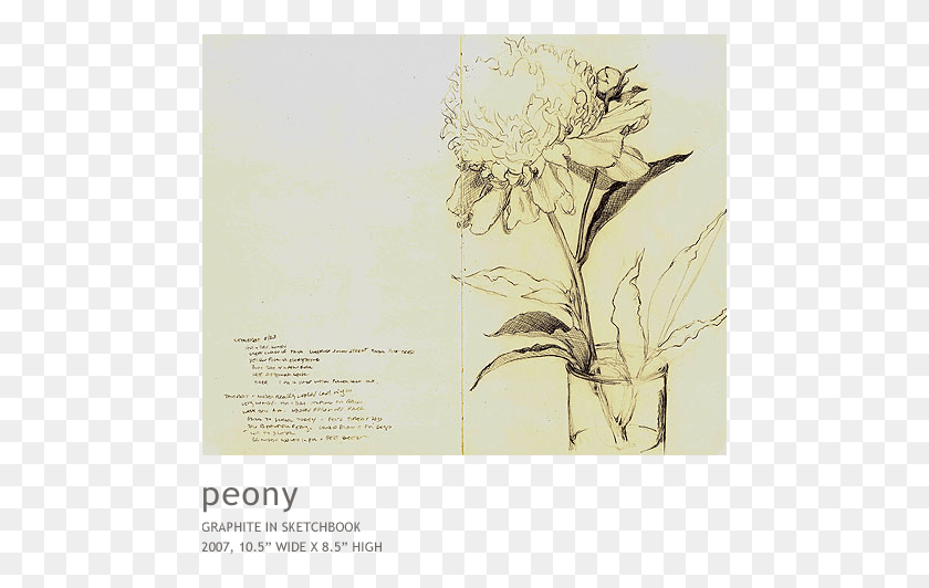 475x472 Peony Sketch, Bird, Animal Hd Png