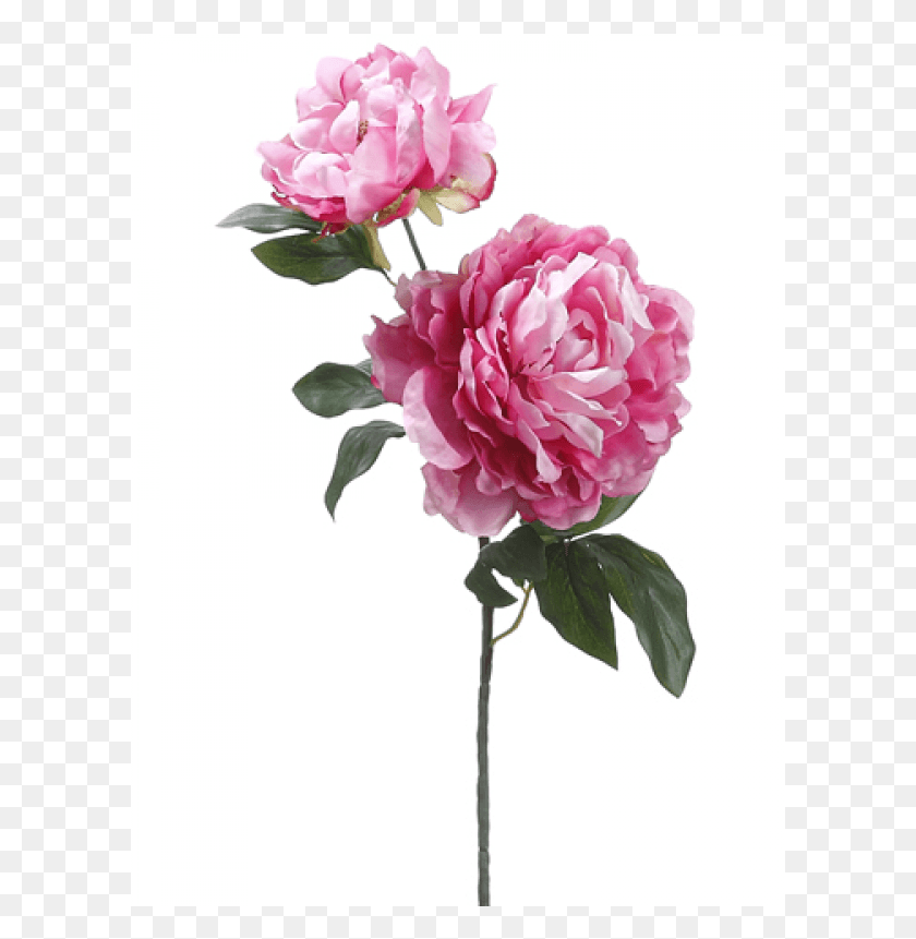601x801 Peony Spray With Bud Two Tone Cerise Garden Roses, Plant, Flower, Blossom HD PNG Download