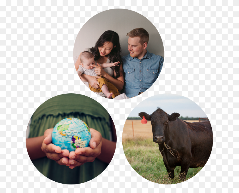 659x618 People Animals Planet Bull, Cow, Cattle, Mammal HD PNG Download