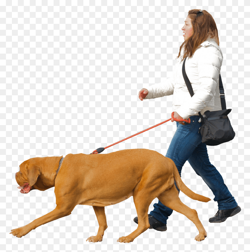 1587x1601 People Walking With Dog, Person, Human, Strap HD PNG Download