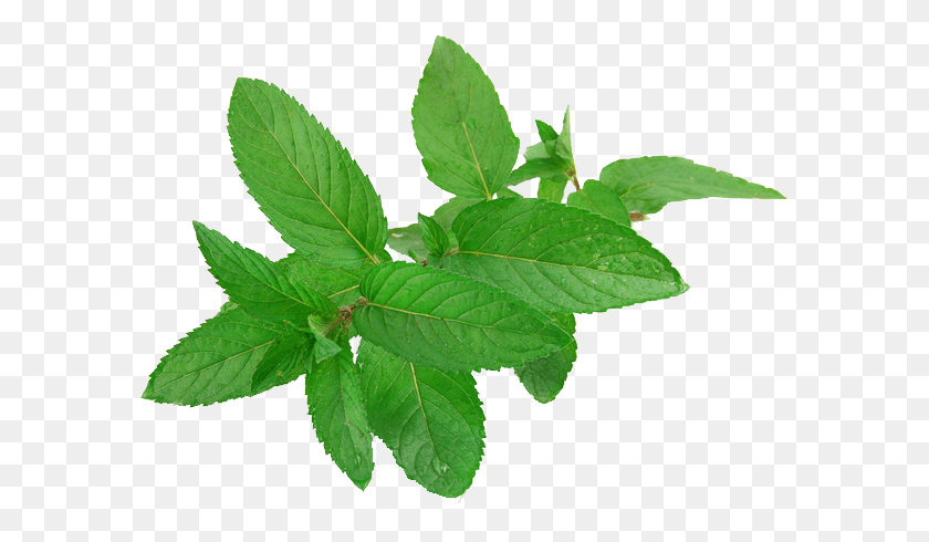 587x430 Pepermint Mint Leaves, Leaf, Plant, Potted Plant HD PNG Download