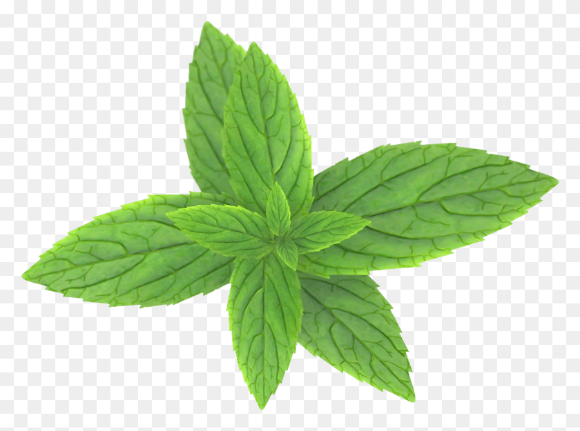 1136x823 Pepermint Mint Leaves Transparent Background, Potted Plant, Plant, Vase HD PNG Download