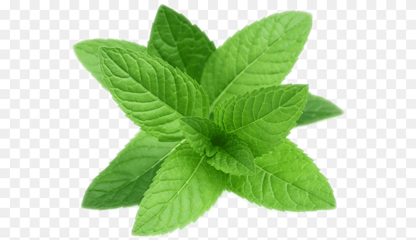 563x485 Pepermint Mint, Herbs, Leaf, Plant, Herbal Transparent PNG