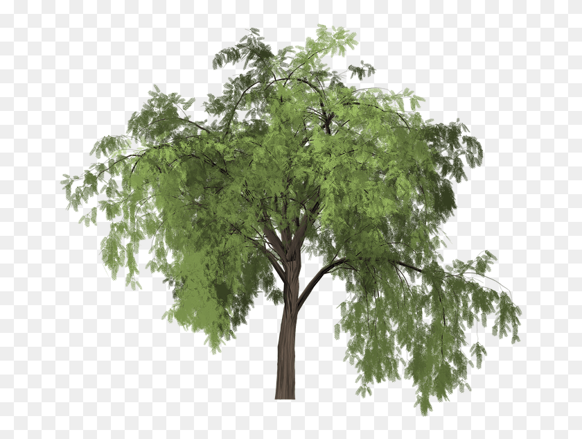 673x573 Перечное Дерево Нарисованное Дерево Зеленое Природное Растение Арбол Пимьенто, Клен, Дуб, Лист Hd Png Скачать