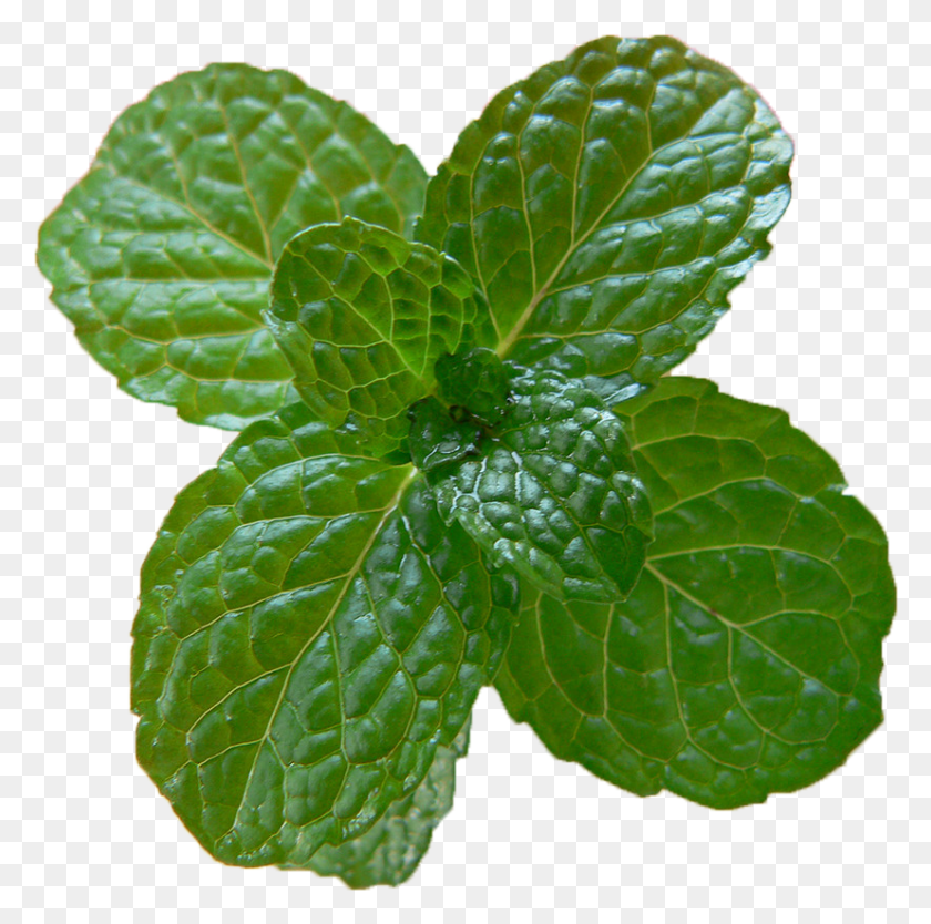 827x821 Peppermint, Potted Plant, Plant, Vase HD PNG Download