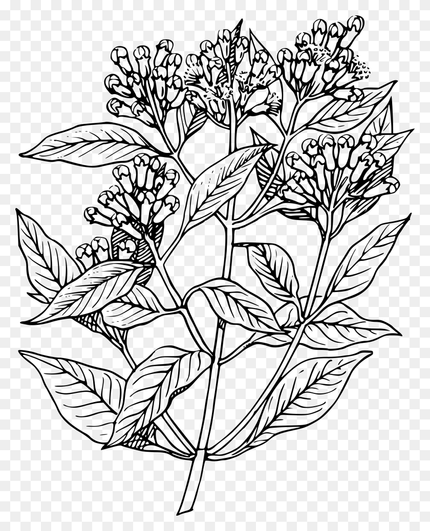 1913x2400 Peppermint Drawing Sesame Plant Elder Flower Line Art, Gray, World Of Warcraft HD PNG Download