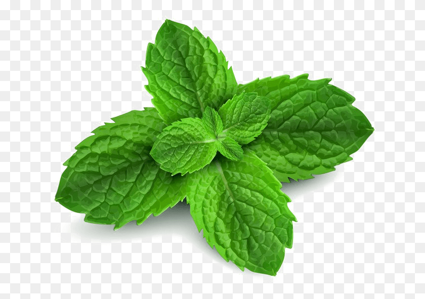 649x531 Peppermint Free Peppermint, Potted Plant, Plant, Vase HD PNG Download
