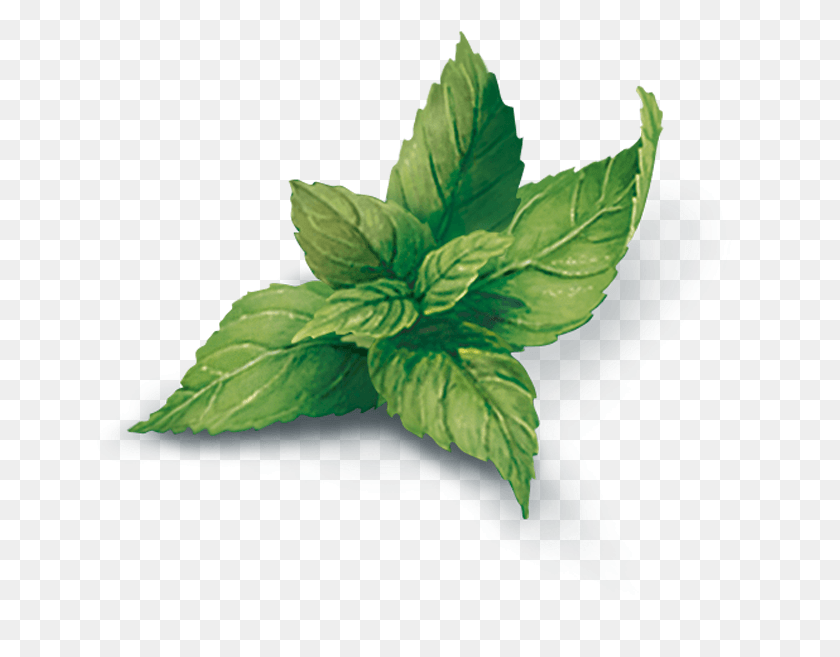 685x597 Peppermint Peppermint, Potted Plant, Plant, Vase HD PNG Download