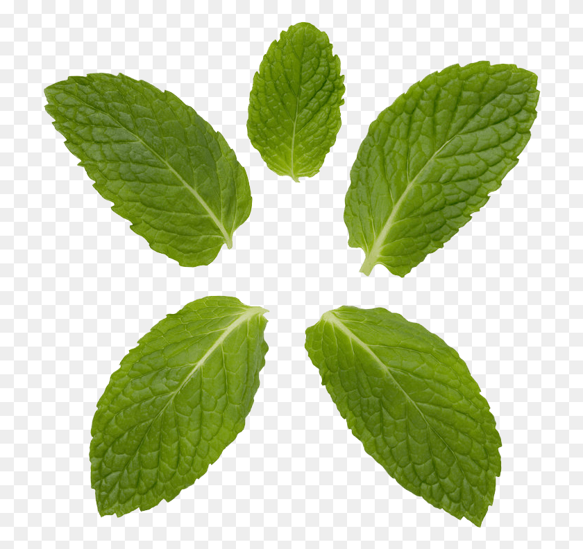 718x732 Peppermint Transparent Background Mint Leaves, Leaf, Plant, Green HD PNG Download