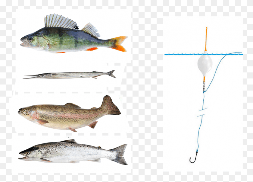 839x585 Perch Garfish Rainbow Trout And Salmon Trout, Fish, Animal, Coho HD PNG Download