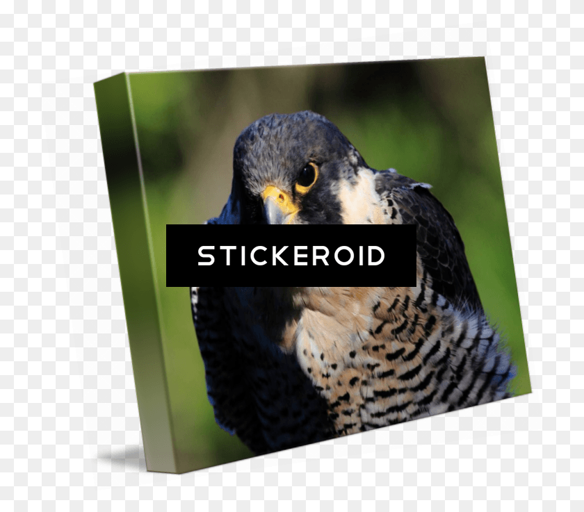 725x677 Peregrine Falcon Birds Hawk, Bird, Animal, Beak HD PNG Download