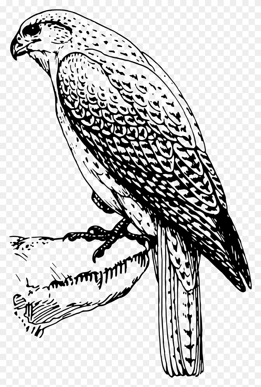 1576x2400 Peregrine Falcon Clipart At Getdrawings Falcon Birds Of Prey Drawing, Gray, World Of Warcraft HD PNG Download