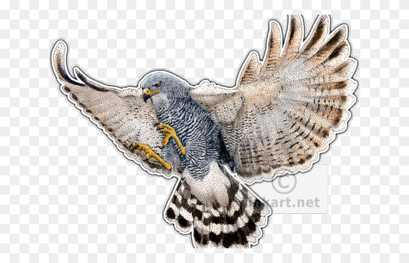 640x480 Peregrine Falcon Clipart Red Tailed Hawk Drawing, Animal, Lizard, Reptile HD PNG Download