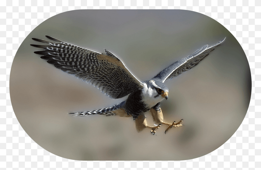 2000x1250 Peregrine Falcon Dive Bombing, Bird, Animal, Vulture HD PNG Download