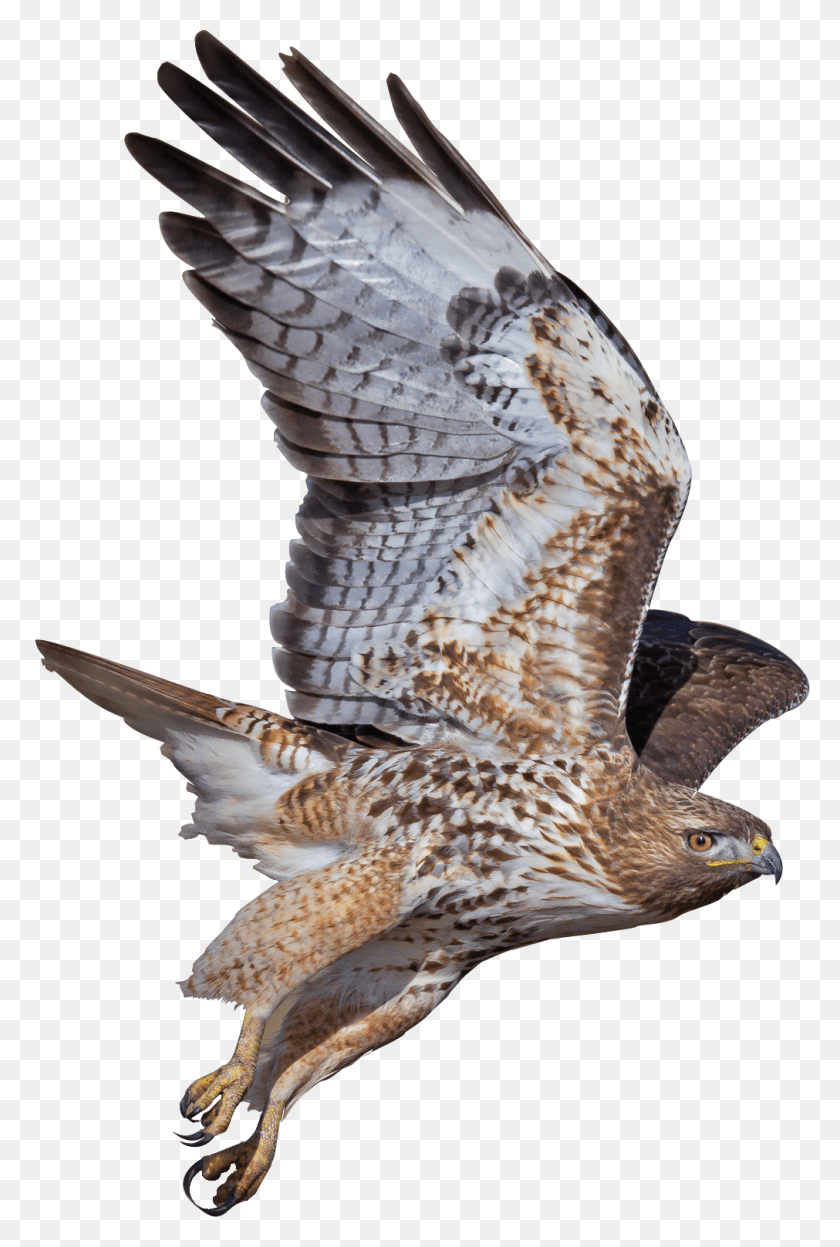 1011x1539 Peregrine Falcon Photos Falcon, Bird, Animal, Buzzard HD PNG Download