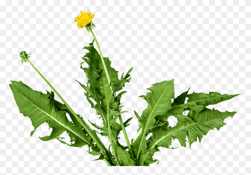 1024x691 Perennial Weeds Are A Lot More Difficult To Eradicate Dandelion, Plant, Flower, Blossom HD PNG Download
