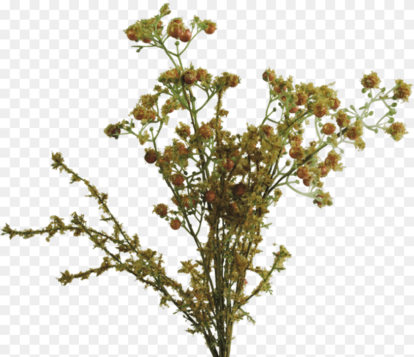 Perforate St John39s Wort, Grass, Plant, Amaranthaceae, Pattern Sticker PNG
