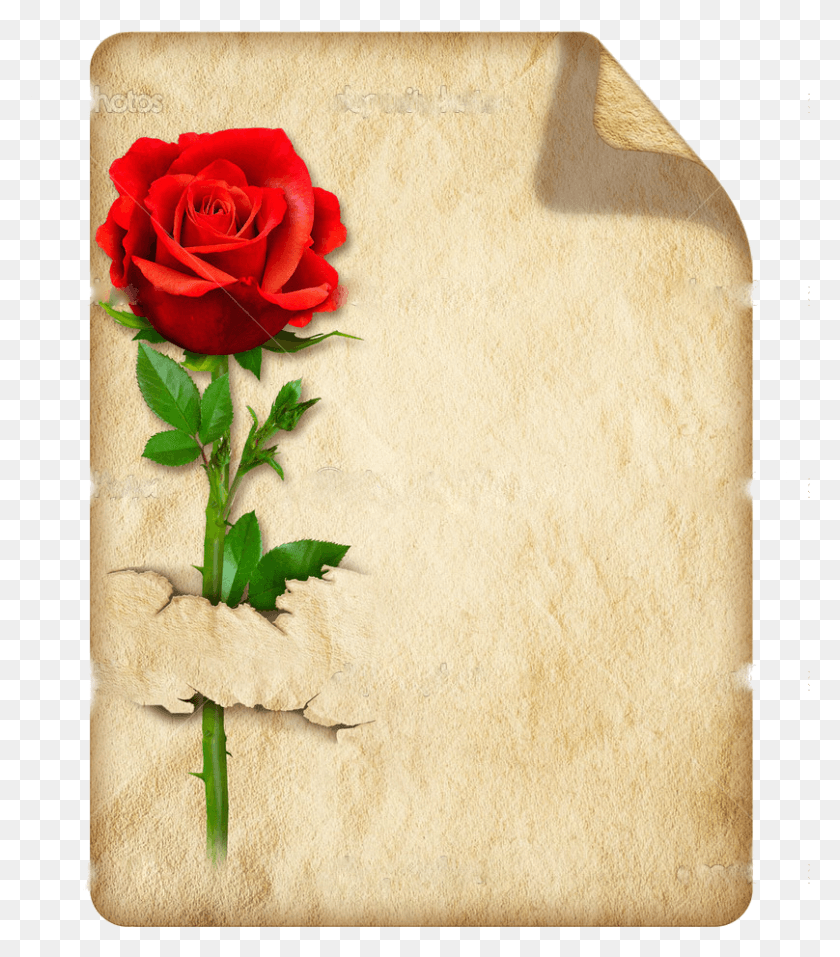 808x930 Pergaminho Convite Pergaminho Papis De Escrita Figure Di Buongiorno E Buona Domenica, Rose, Flower, Plant HD PNG Download