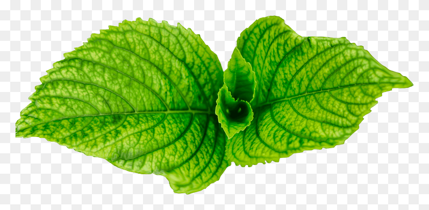2902x1308 Perilla Frutescens HD PNG Download